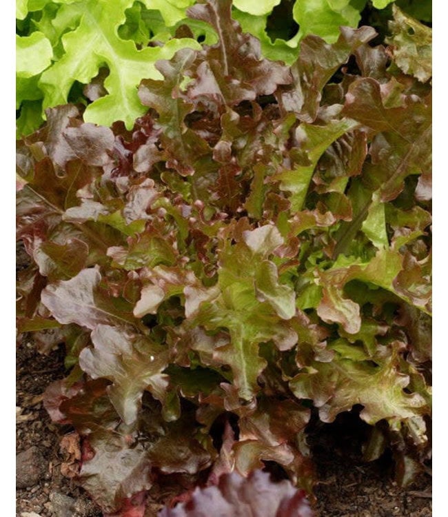 Seeds, Lettuce Red Salad Bowl (West Coast Seeds)