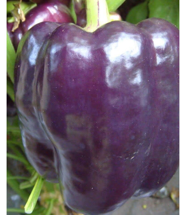 Seeds, Peppers Purple Beauty (West Coast Seeds)