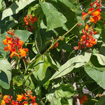 Seeds, Runner Beans Scarlet Emperor (West Coast Seeds)