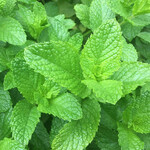 Seeds, Mint Spearmint (West Coast Seeds)