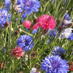 Seeds, Cornflower (West Coast Seeds)