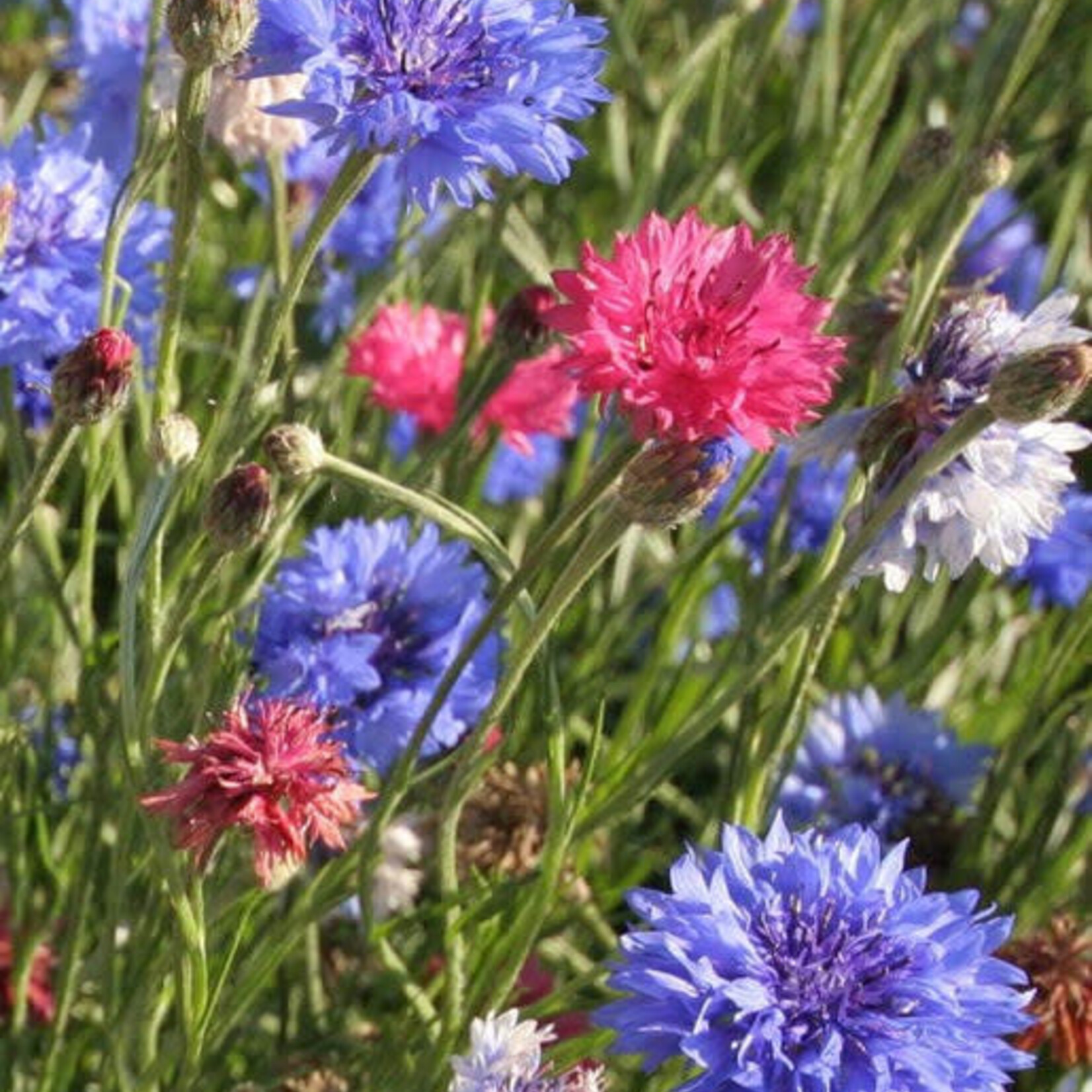 Seeds, Cornflower (West Coast Seeds)