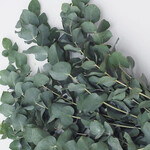 Seeds, Eucalyptus Silver Dollar Tree (West Coast Seeds)