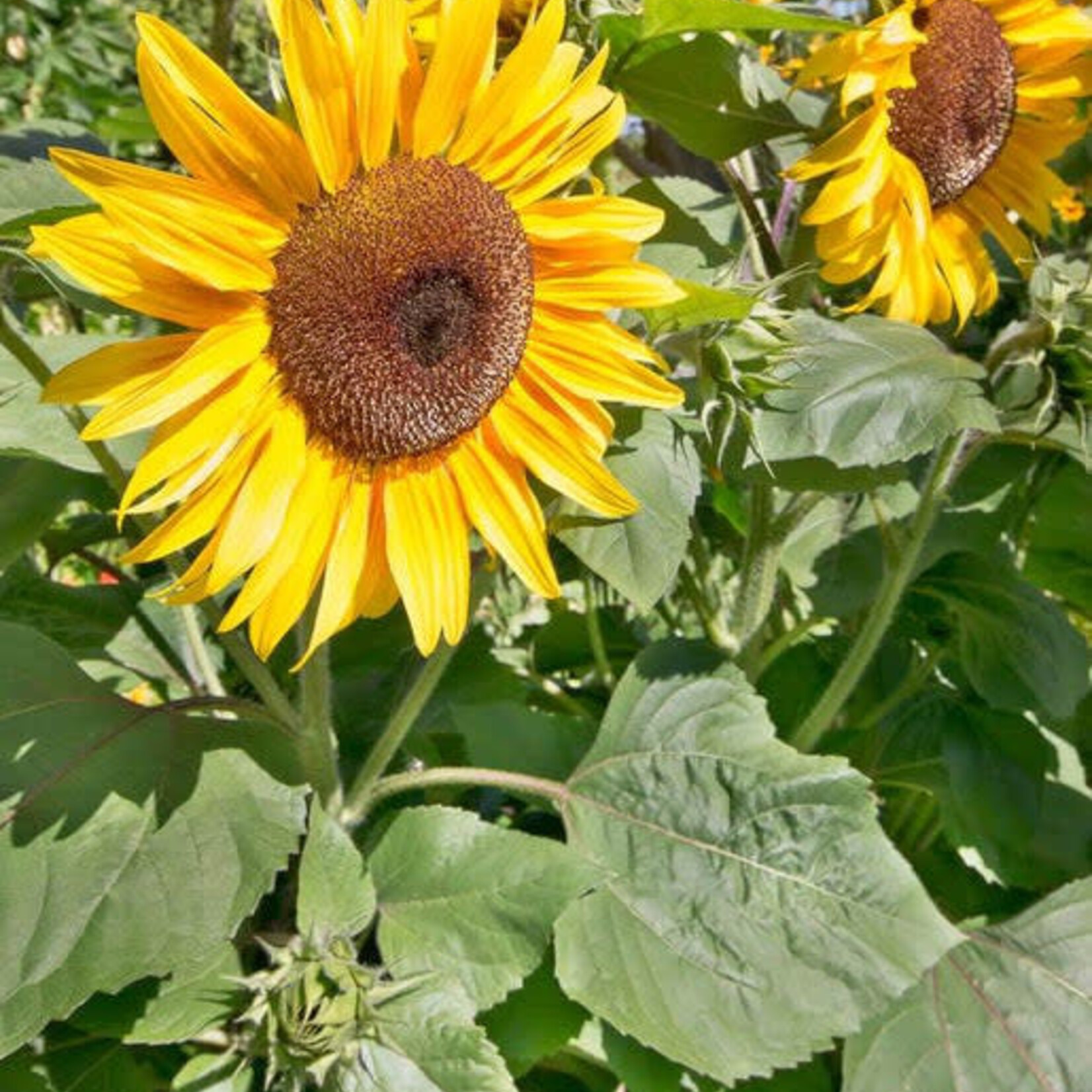 Seeds, Sunflower Peredovik (West Coast Seeds)