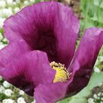 Seeds, Poppies Hungarian Blue (West Coast Seeds)