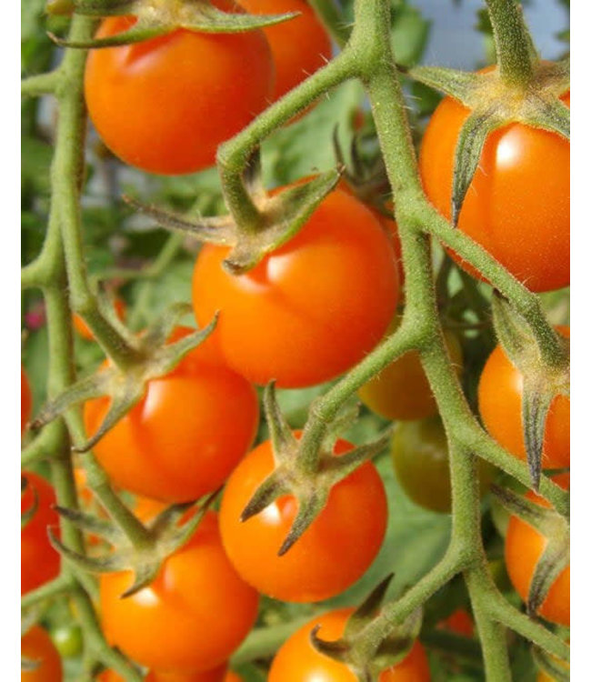 Seeds, Tomato Sungold (West Coast Seeds)