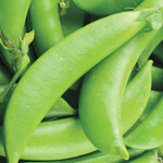 Seeds, Peas Sugar Ann (West Coast Seeds)