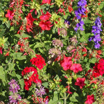 Seeds, Hummingbird Blend Bulk (West Coast Seeds)