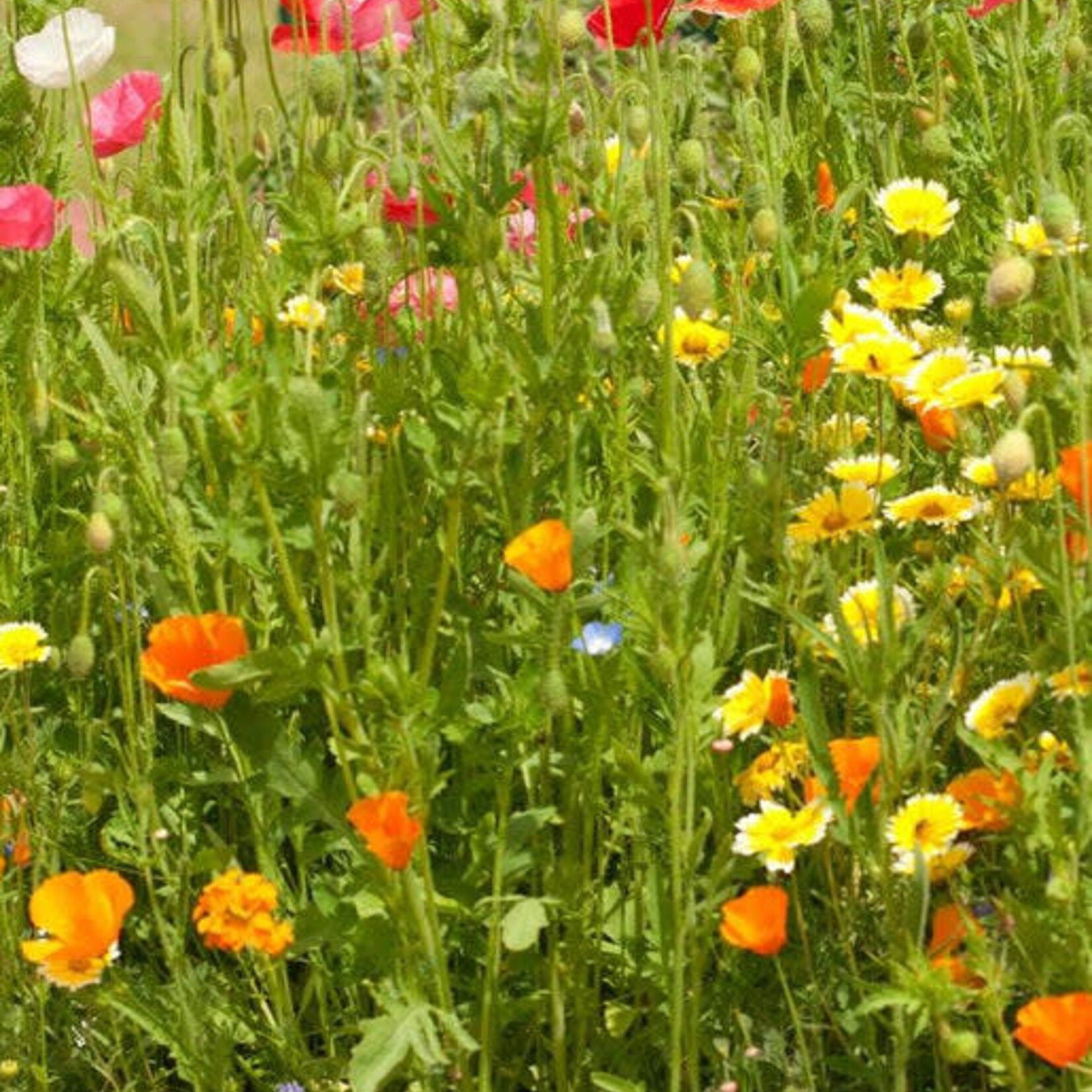 Seeds, Wildflowers Bee Garden Blend Bulk (West Coast Seeds)