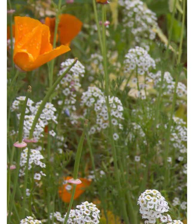 Seeds, Wildflowers Beneficial Insect (West Coast Seeds)