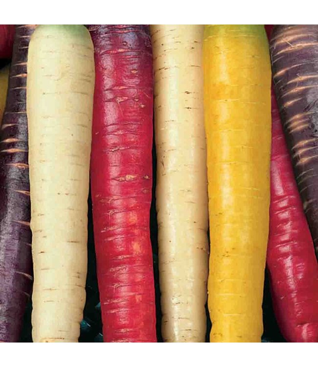 Seeds, Carrot Rainbow Blend Organic (McKenzie)