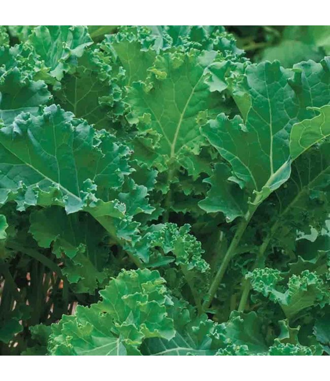 Seeds, Kale Siberian Organic (McKenzie)