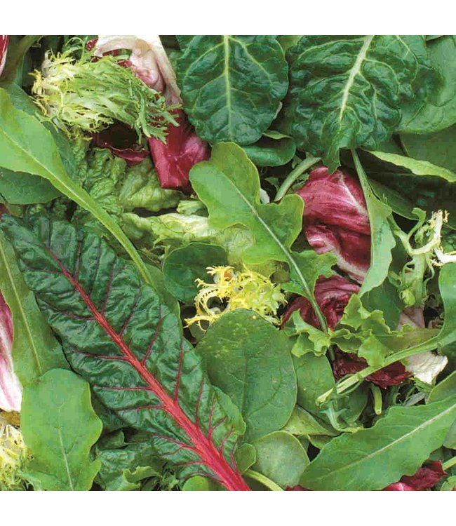 Seeds, Mesclun Salad Tape Organic (McKenzie)