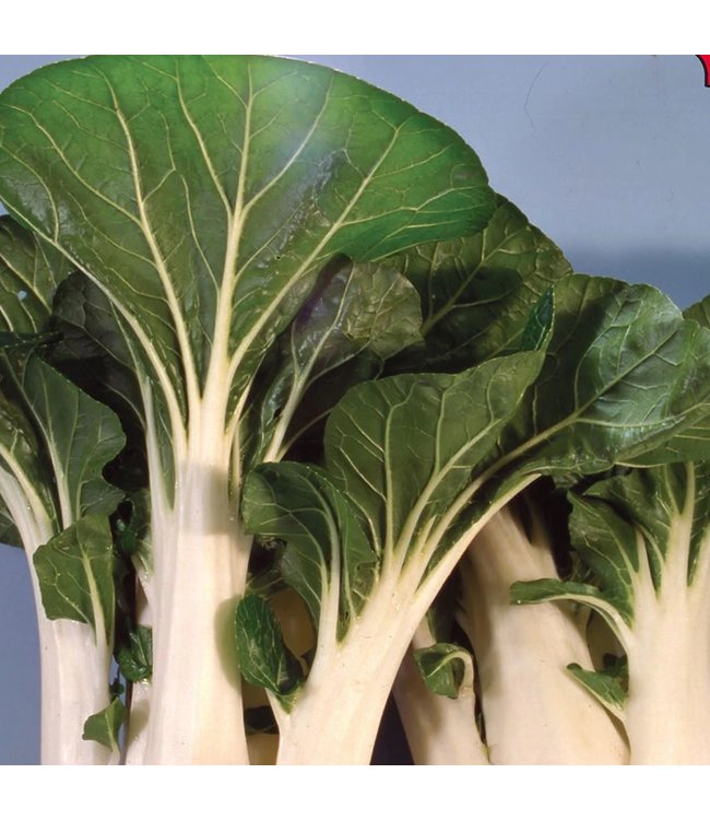 Seeds, Pakchoi Cantong White (McKenzie)