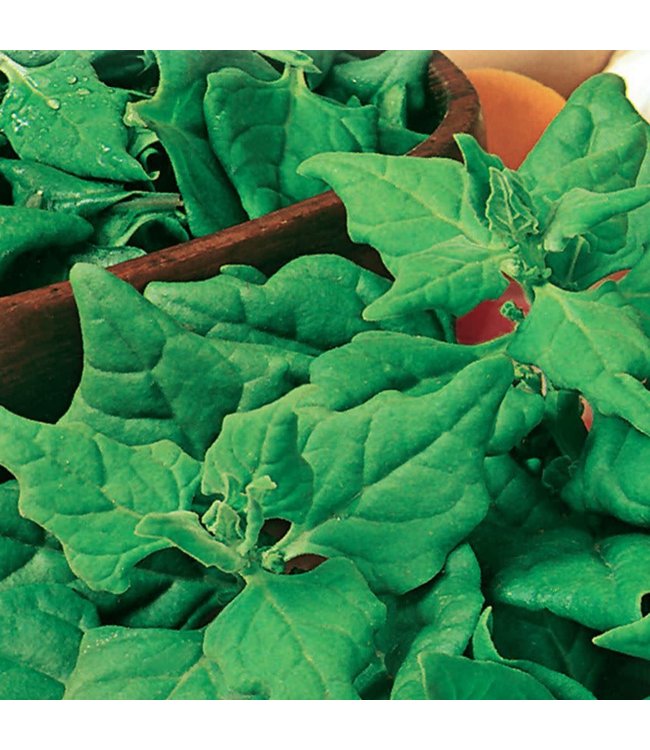 Seeds, Spinach Viroflay Organic (McKenzie)