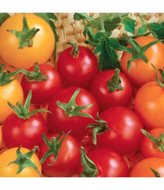 Seeds, Tomato Cherry Mix F1 (McKenzie)