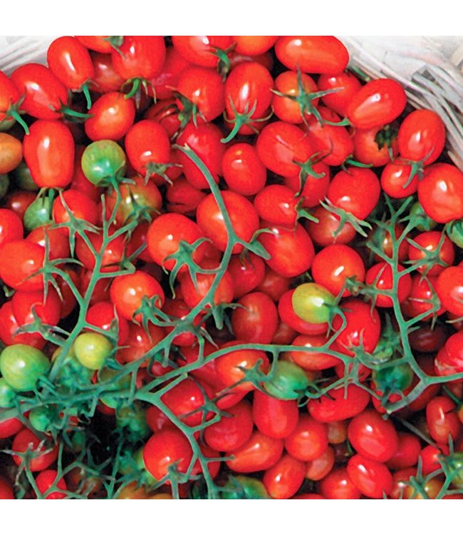 Seeds, Tomato Cherry Roma (McKenzie)