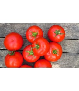 Seeds, Tomato Early Girl Hybrid (McKenzie)