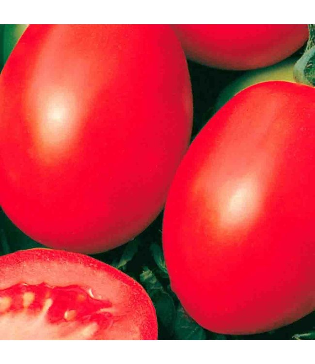 Seeds, Tomato Rio Grande (McKenzie)