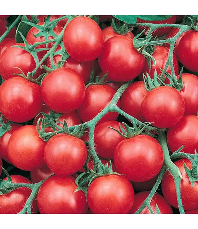 Seeds, Tomato Tumbler F1 Hybrid (McKenzie)