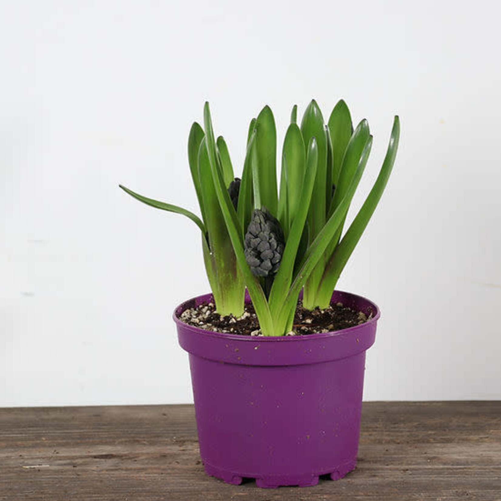 Hyacinth, 6 in