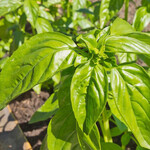 Seeds, Basil Genovese (West Coast Seeds)