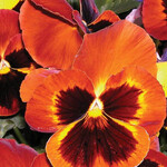 Seeds, Pansies Swiss Giants (West Coast Seeds)
