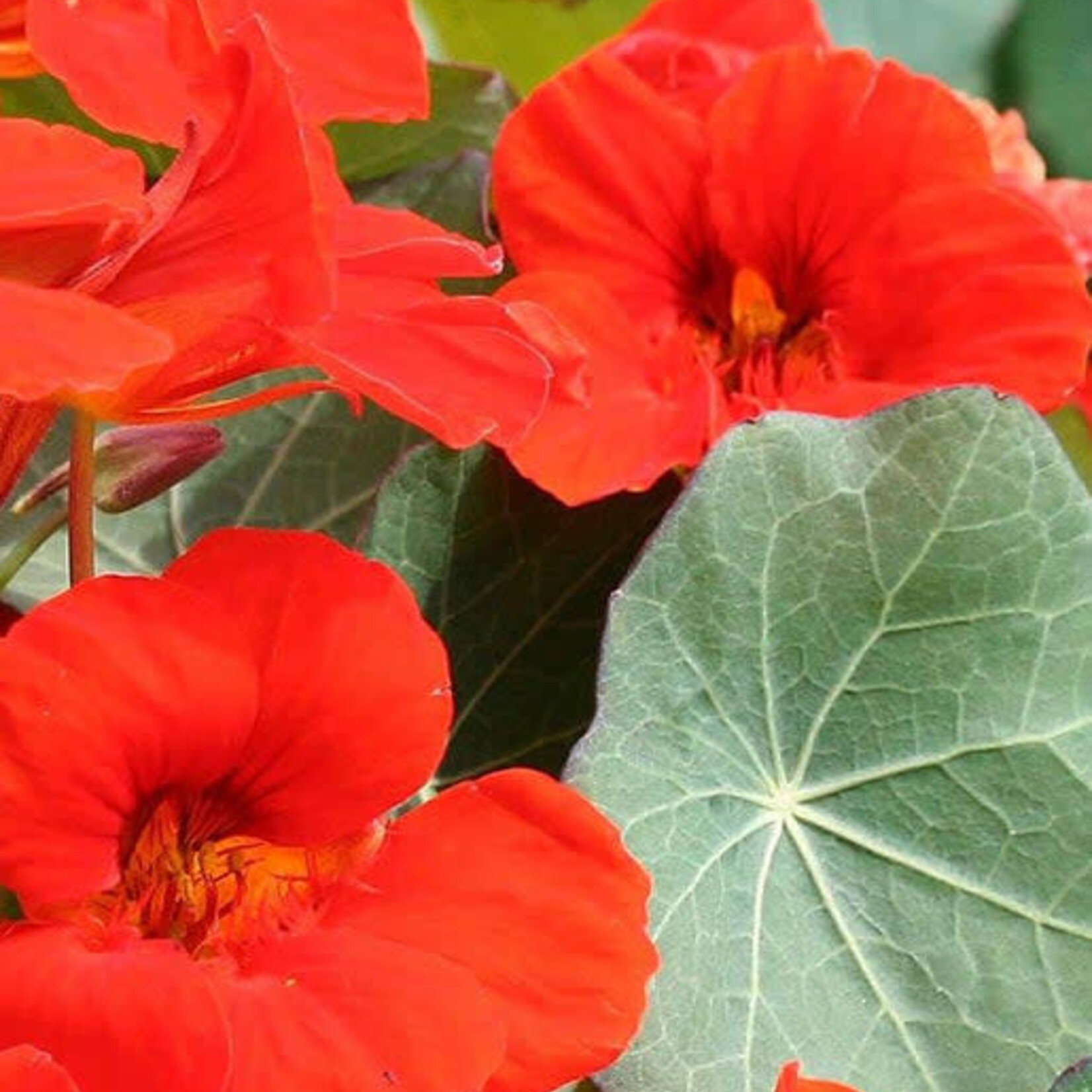 Seeds, Nasturtium Empress of India (West Coast Seeds)