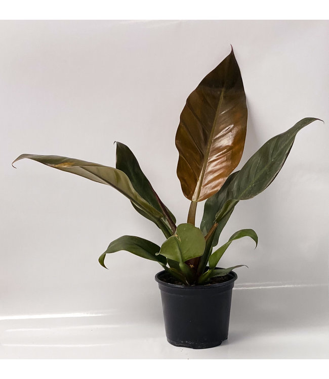 Philodendron, Red Congo 6 in