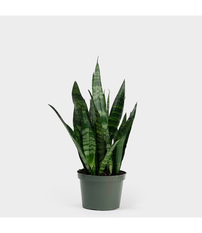 Snake Plant, Green 6 in