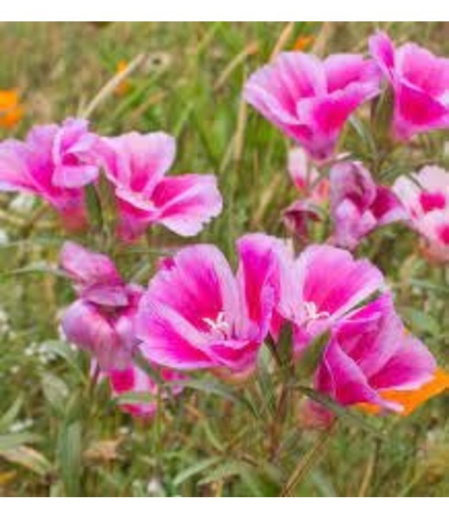Seeds, Clarkia Farewell To Spring (West Cost Seeds)