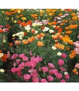 Seeds, California Poppies Mission Bells (West Coast Seeds)