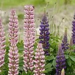 Seeds, Lupins Russell Hybrids (West Coast Seeds)