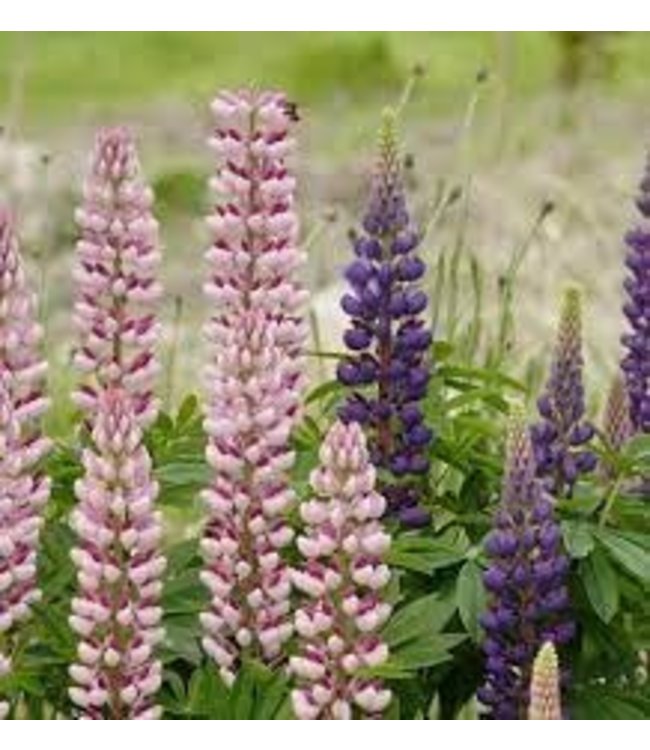 Seeds, Lupins Russell Hybrids (West Coast Seeds)
