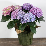 Hydrangea 8 in
