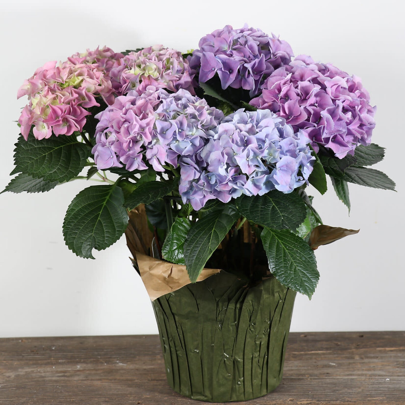 Hydrangea 8 in
