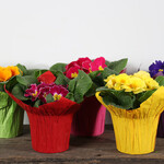 Primula, Acaulis Asst. 4 in