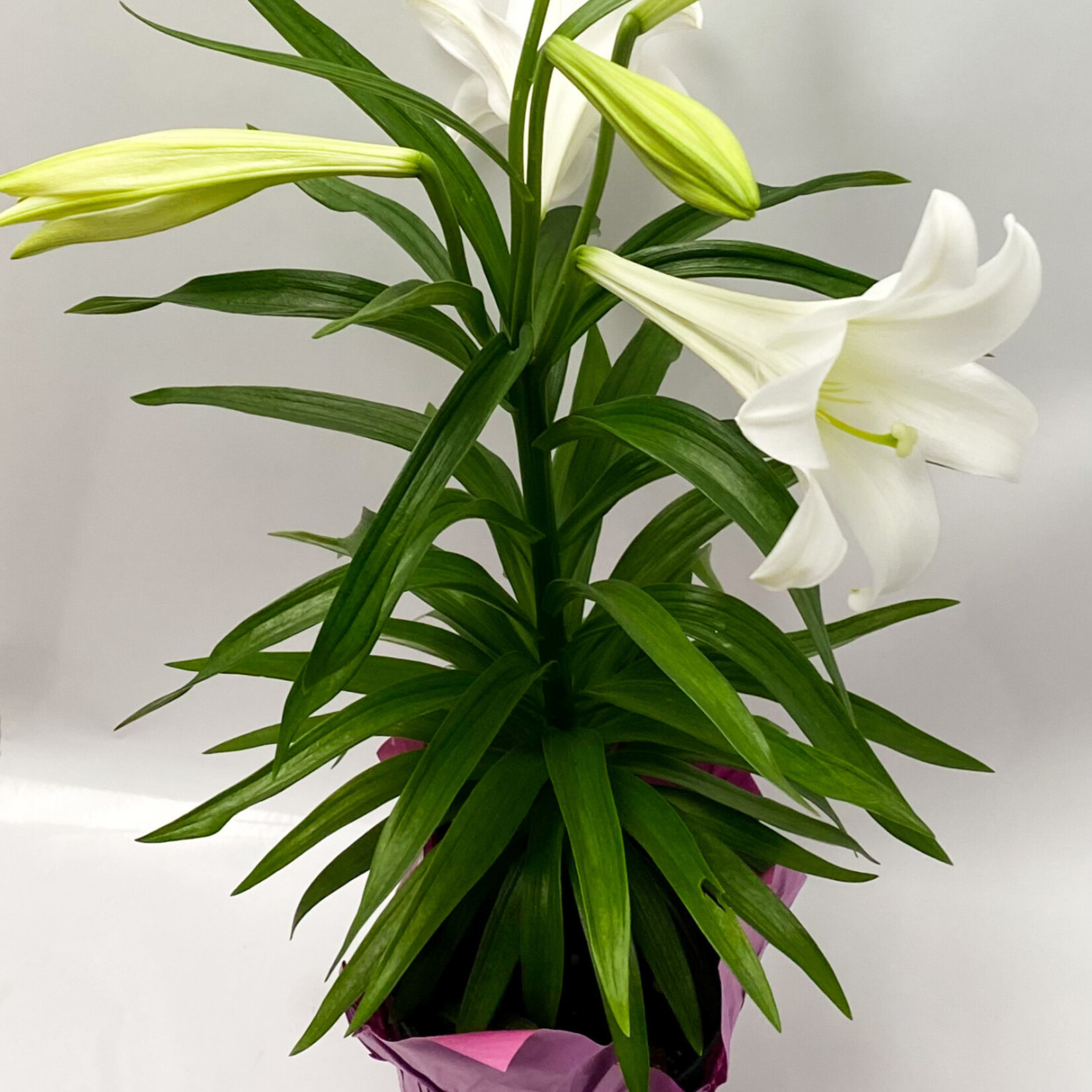 Easter Lily 6 in