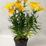 Lily, Hybrid 6 in