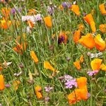 Seeds, Wildflowers Butterfly Blend Bulk (West Coast Seeds)