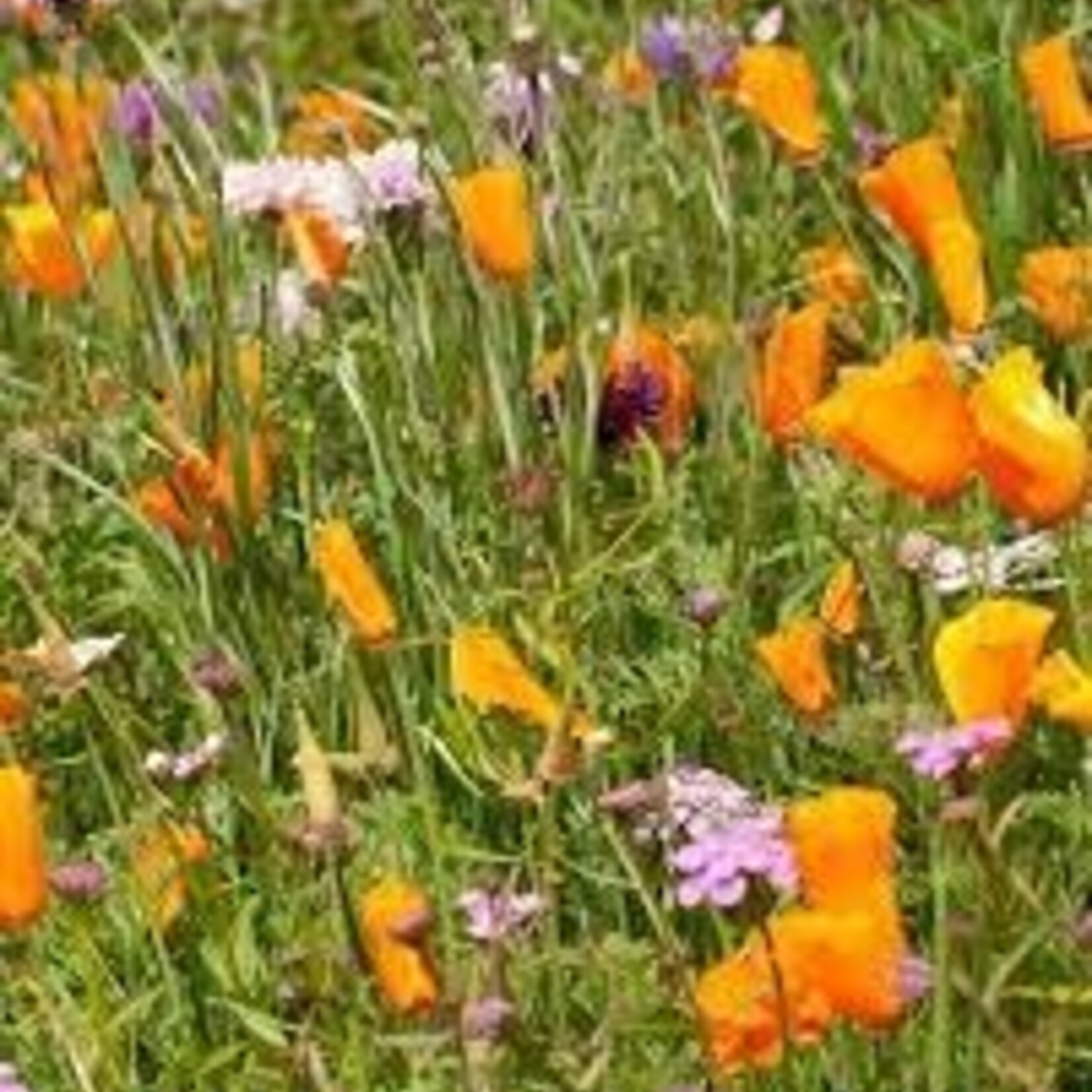 Seeds, Wildflowers Butterfly Blend Bulk (West Coast Seeds)