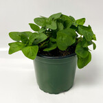 Herb, Oregano Italian 4 in