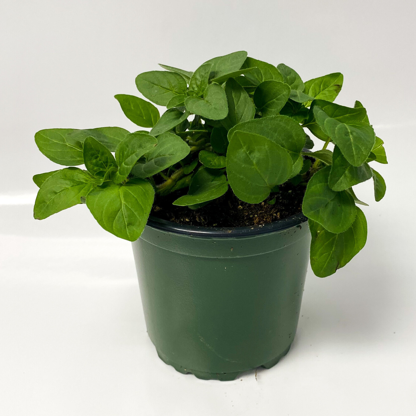 Herb, Oregano Italian 4 in