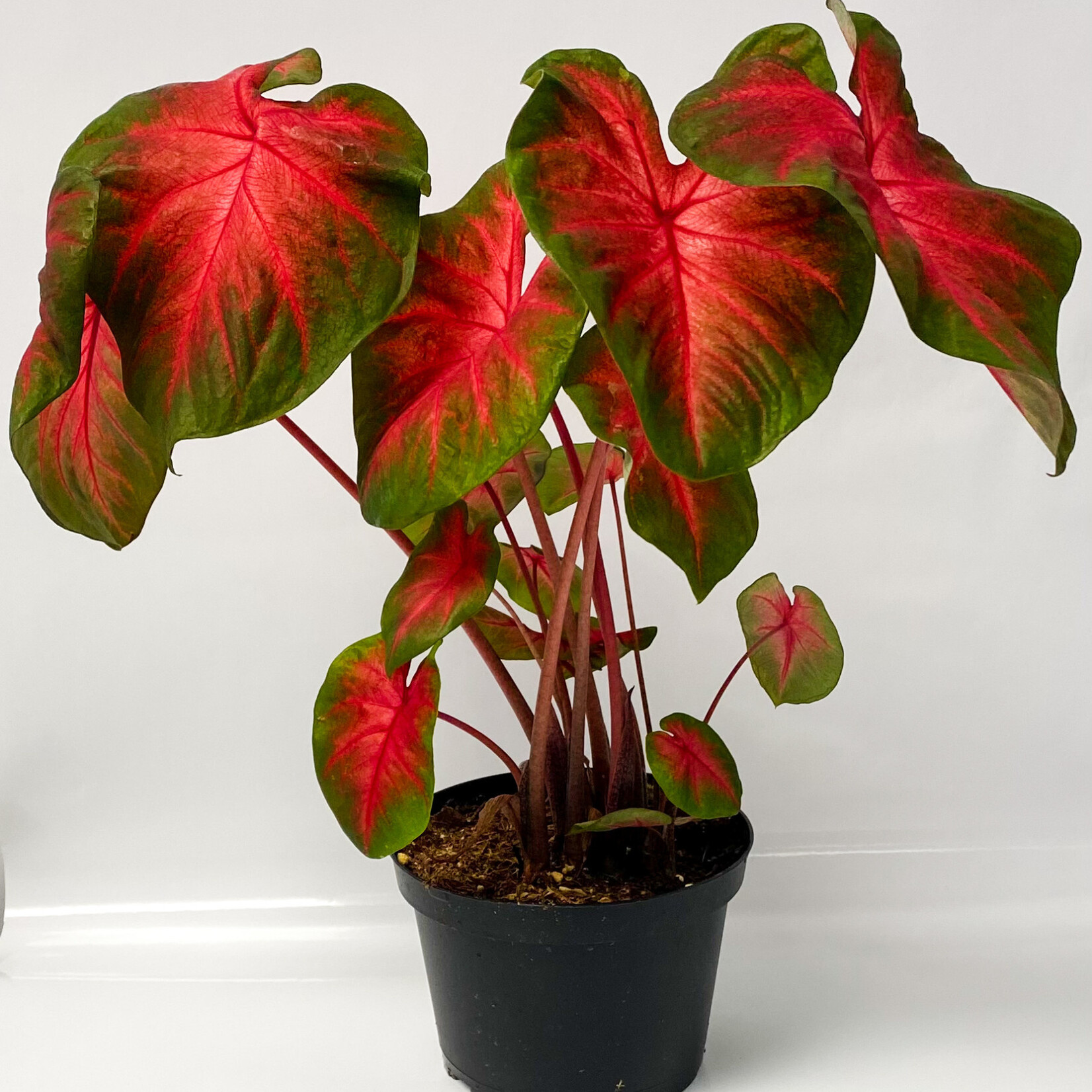 Caladium, 6 in