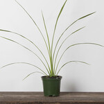 Dracaena, Indivisa 4 in