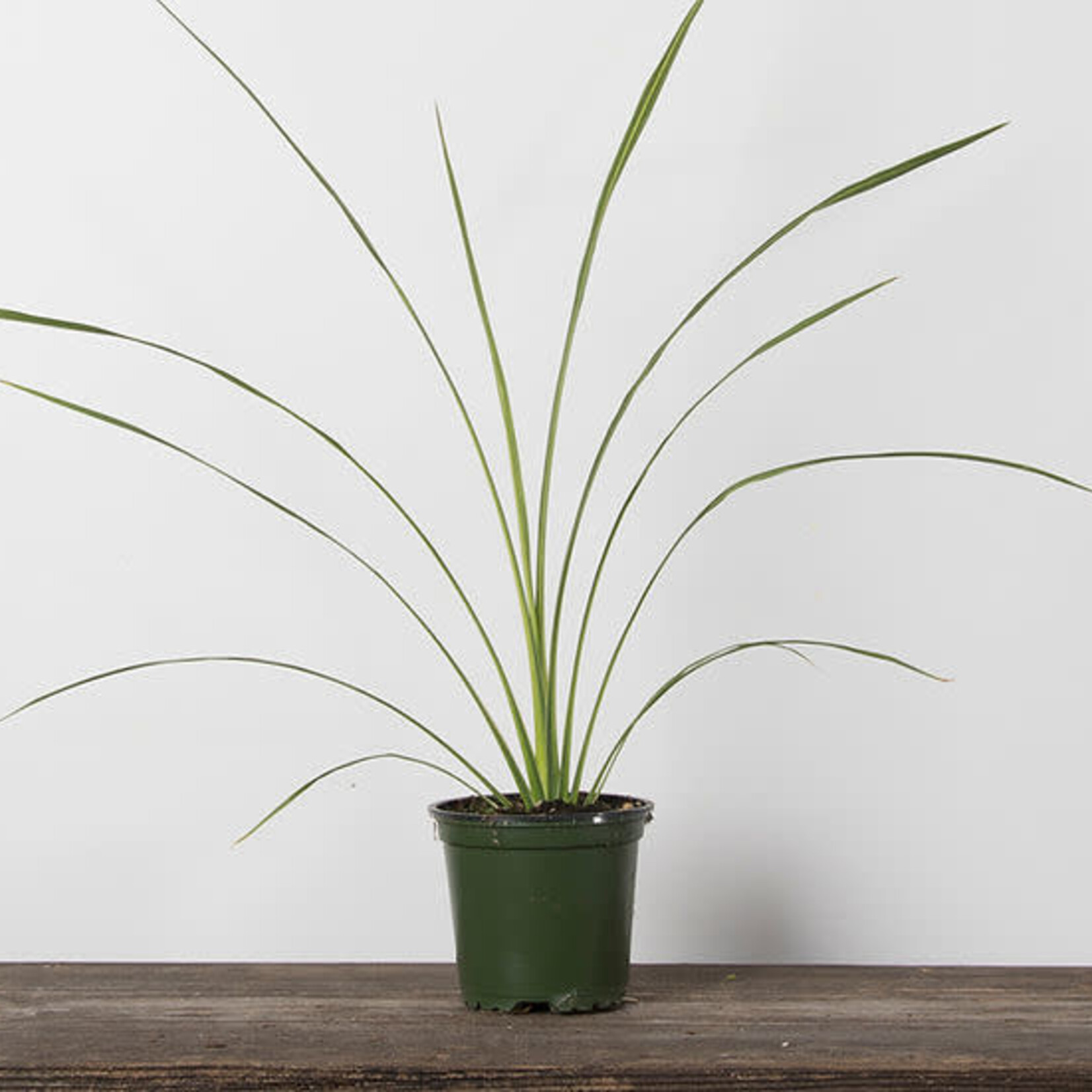 Dracaena, Indivisa 4 in