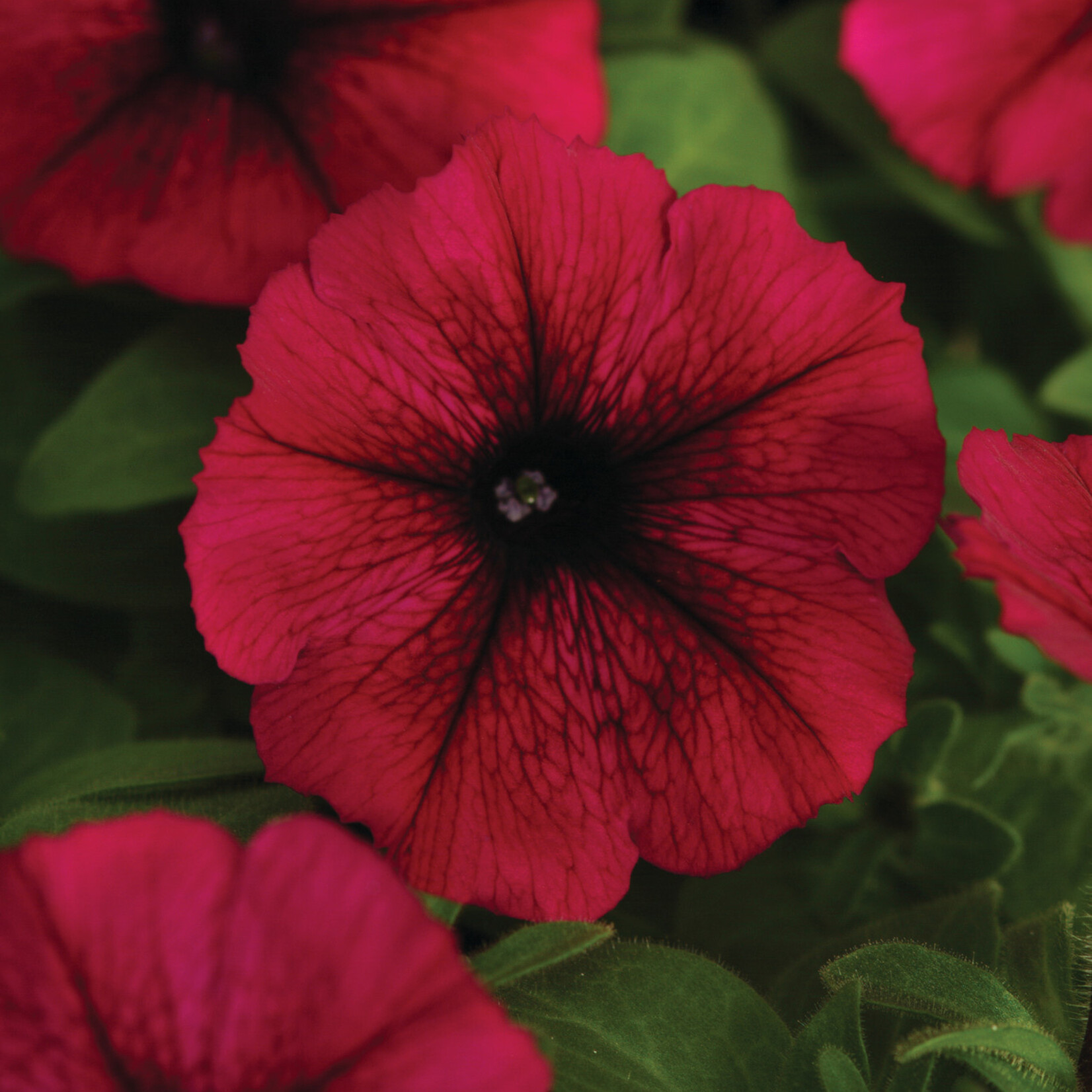 Petunia, Starlet Burgundy 4 in