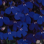 Lobelia, Riviera Midnight Blue 6-Pak