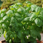 Herb, Basil Dolce Fresca 4 in
