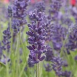 Lavender, Avignon Early Blue 1G